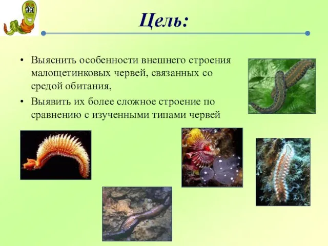 Цель: Выяснить особенности внешнего строения малощетинковых червей, связанных со средой обитания, Выявить