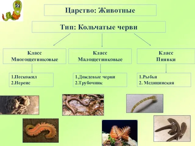 Царство: Животные Тип: Кольчатые черви Класс Многощетинковые 1.Пескожил 2.Нереис Класс Малощетинковые Класс