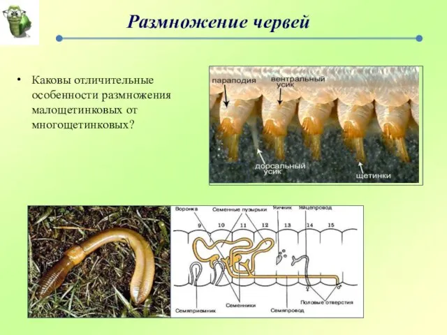 Размножение червей Каковы отличительные особенности размножения малощетинковых от многощетинковых?