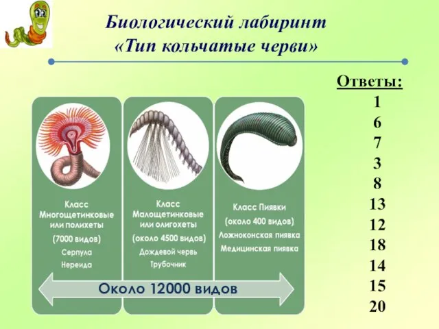 Биологический лабиринт «Тип кольчатые черви» Около 12000 видов Ответы: 1 6 7
