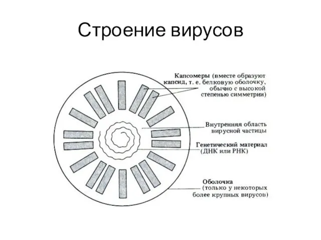 Строение вирусов