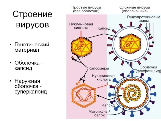 Строение вирусов Генетический материал Оболочка – капсид Наружная оболочка - суперкапсид