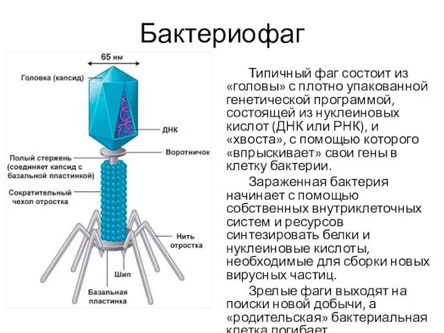 Бактериофаг Типичный фаг состоит из «головы» с плотно упакованной генетической программой, состоящей