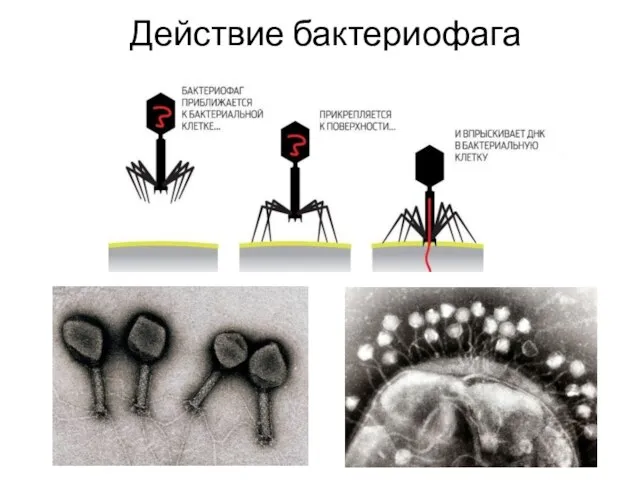 Действие бактериофага
