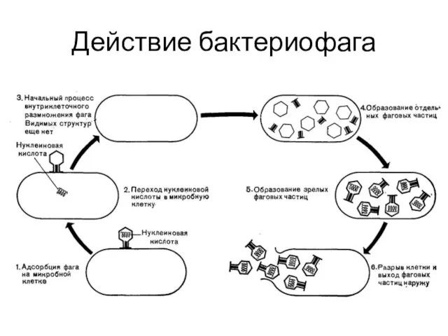 Действие бактериофага