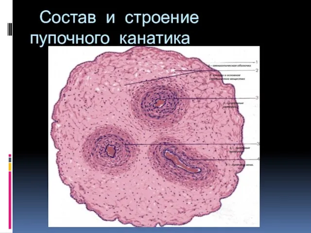 Состав и строение пупочного канатика