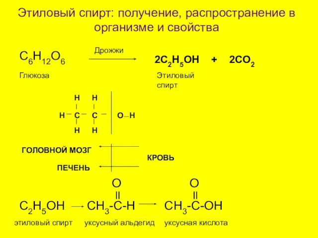 Этиловый спирт: получение, распространение в организме и свойства C6H12O6 Дрожжи 2С2H5OH +