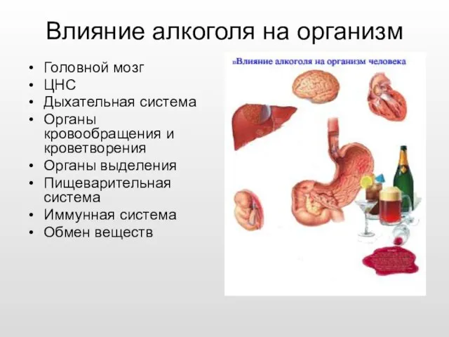 Влияние алкоголя на организм Головной мозг ЦНС Дыхательная система Органы кровообращения и