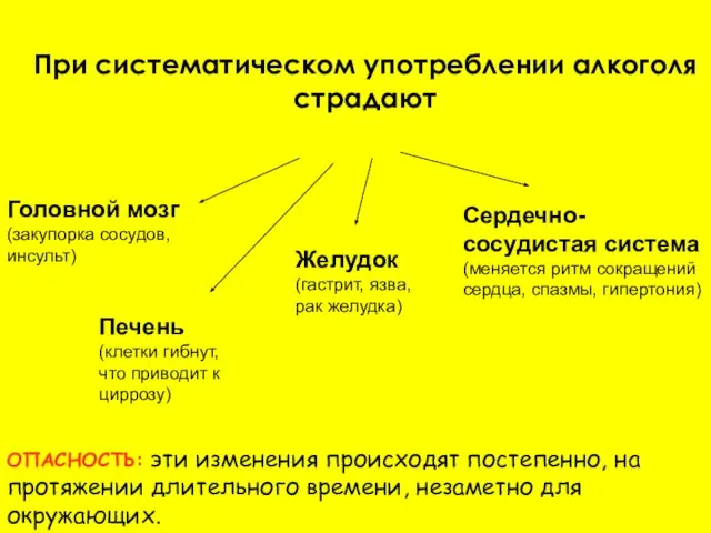 При систематическом употреблении алкоголя страдают Головной мозг (закупорка сосудов, инсульт) Печень (клетки