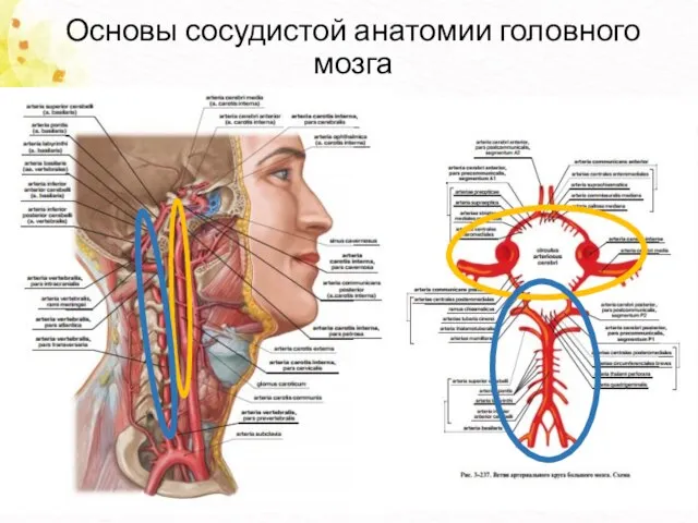 Основы сосудистой анатомии головного мозга
