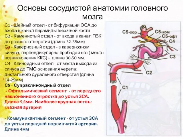 Основы сосудистой анатомии головного мозга С1 - Шейный отдел - от бифуркации