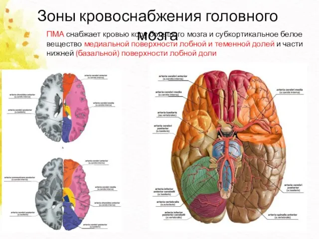 Зоны кровоснабжения головного мозга ПМА снабжает кровью кору большого мозга и субкортикальное
