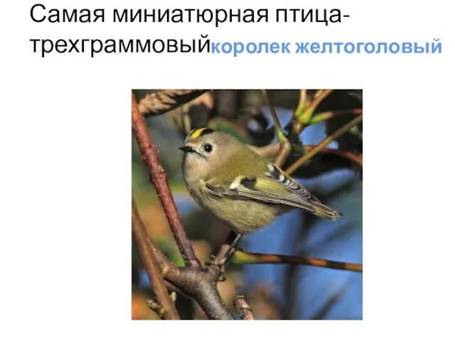 Самая миниатюрная птица-трехграммовый королек желтоголовый