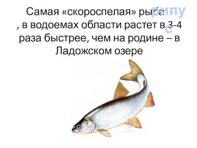 Самая «скороспелая» рыба - , в водоемах области растет в 3-4 раза