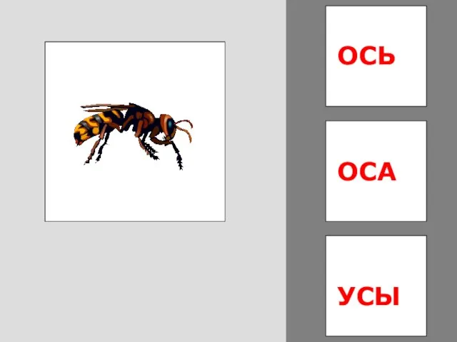 ОСЬ УСЫ ОСА