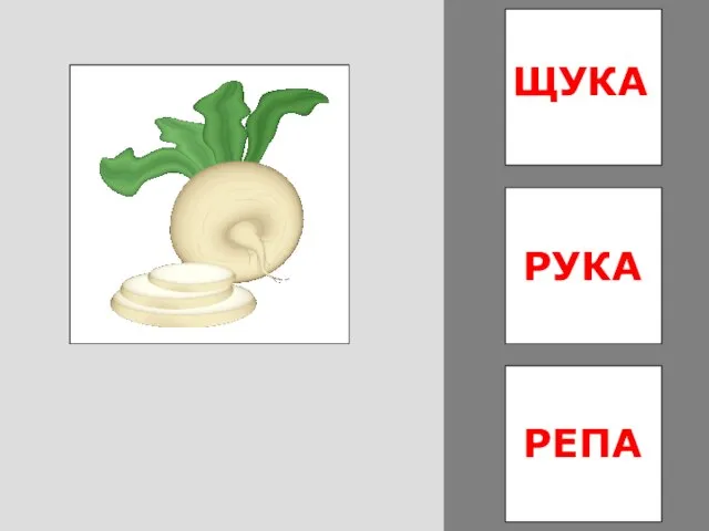 РЕПА РУКА ЩУКА