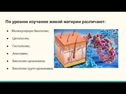 По уровню изучения живой материи различают: Молекулярную биологию; Цитологию; Гистологию; Анатомию; Биологию организмов; Биологию групп организмов.