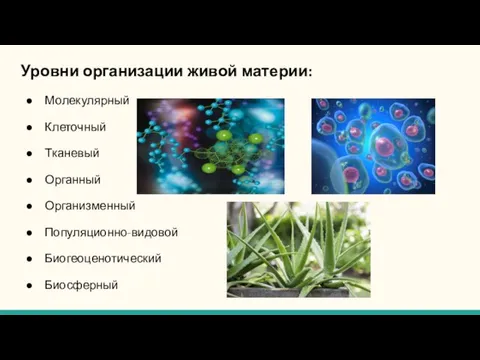 Уровни организации живой материи: Молекулярный Клеточный Тканевый Органный Организменный Популяционно-видовой Биогеоценотический Биосферный