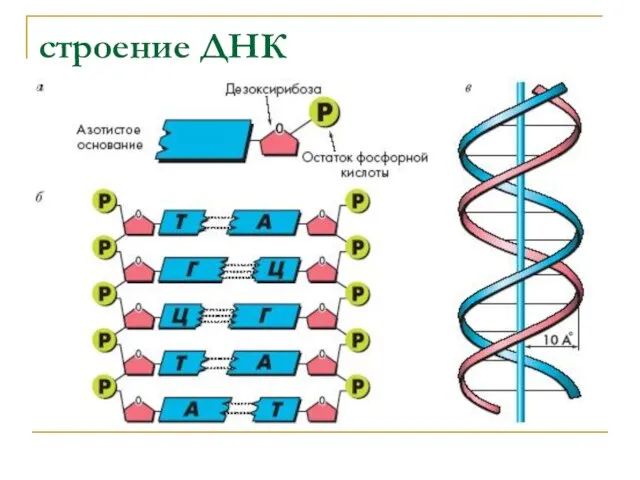 строение ДНК