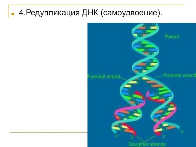 4.Редупликация ДНК (самоудвоение).