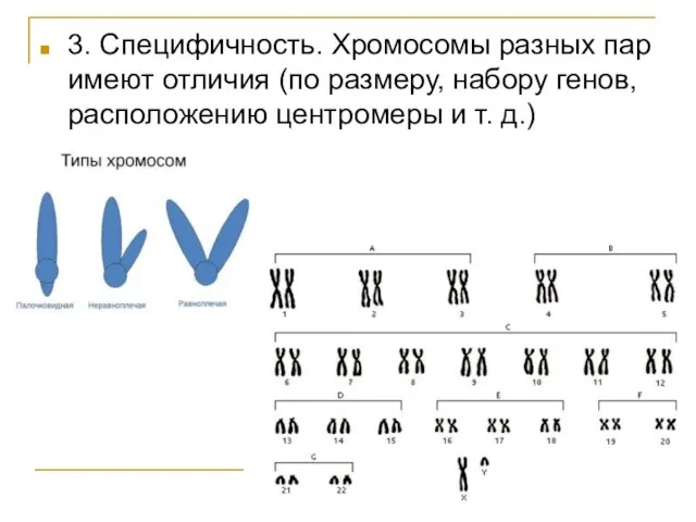 3. Специфичность. Хромосомы разных пар имеют отличия (по размеру, набору генов, расположению центромеры и т. д.)