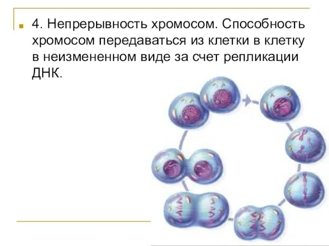 4. Непрерывность хромосом. Способность хромосом передаваться из клетки в клетку в неизмененном
