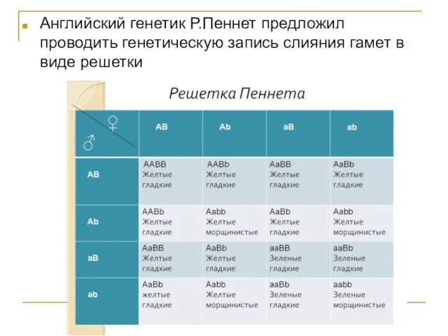 Английский генетик Р.Пеннет предложил проводить генетическую запись слияния гамет в виде решетки