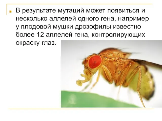 В результате мутаций может появиться и несколько аллелей одного гена, например у