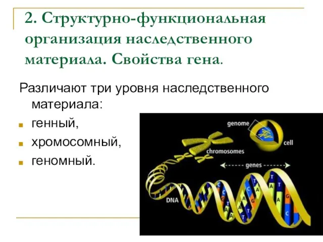 2. Структурно-функциональная организация наследственного материала. Свойства гена. Различают три уровня наследственного материала: генный, хромосомный, геномный.