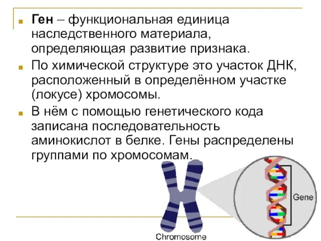 Ген – функциональная единица наследственного материала, определяющая развитие признака. По химической структуре