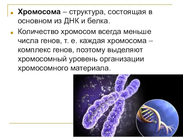 Хромосома – структура, состоящая в основном из ДНК и белка. Количество хромосом