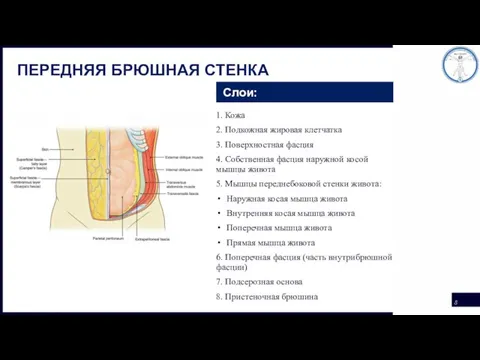 ПЕРЕДНЯЯ БРЮШНАЯ СТЕНКА Слои: 1. Кожа 2. Подкожная жировая клетчатка 3. Поверхностная