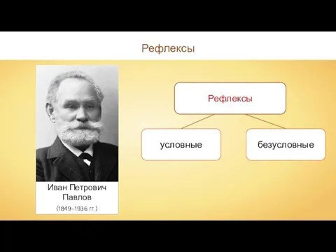 Рефлексы Рефлексы Иван Петрович Павлов (1849–1936 гг.)