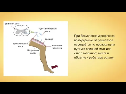 При безусловном рефлексе возбуждение от рецептора передаётся по проводящим путям в спинной