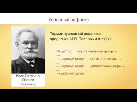 Термин «условный рефлекс» предложен И.П. Павловым в 1903 г. Условный рефлекс →