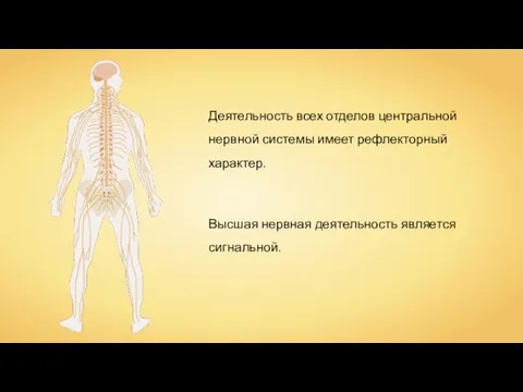 Деятельность всех отделов центральной нервной системы имеет рефлекторный характер. Высшая нервная деятельность является сигнальной.