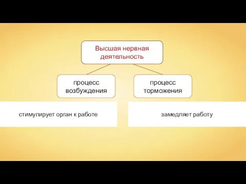 Высшая нервная деятельность стимулирует орган к работе замедляет работу