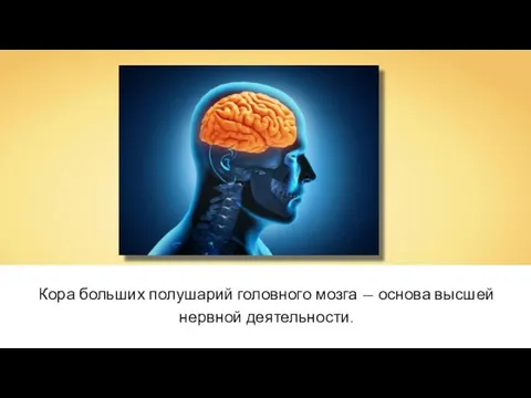 Кора больших полушарий головного мозга — основа высшей нервной деятельности.