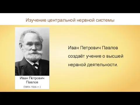 Изучение центральной нервной системы Иван Петрович Павлов создаёт учение о высшей нервной