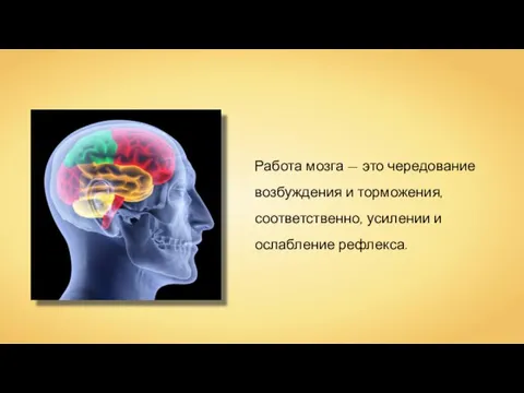 Работа мозга — это чередование возбуждения и торможения, соответственно, усилении и ослабление рефлекса.