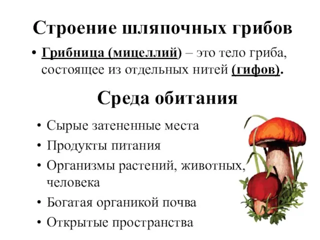 Строение шляпочных грибов Грибница (мицеллий) – это тело гриба, состоящее из отдельных