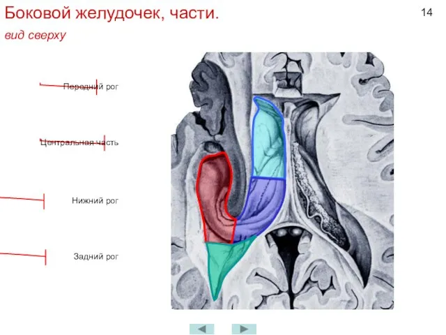 Боковой желудочек, части. вид сверху Передний рог Центральная часть Задний рог Нижний рог