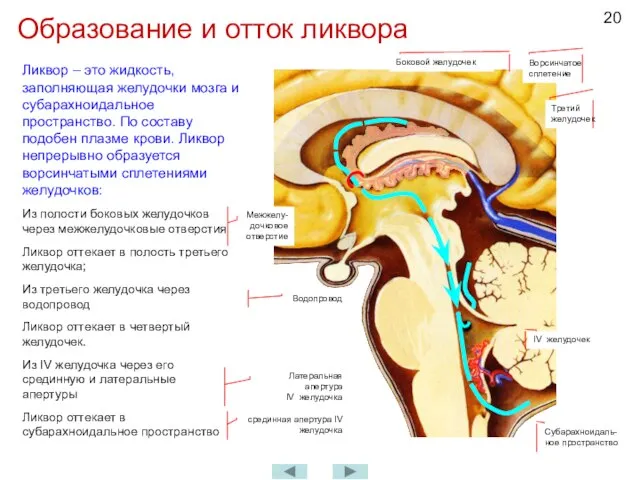 Образование и отток ликвора Ликвор – это жидкость, заполняющая желудочки мозга и