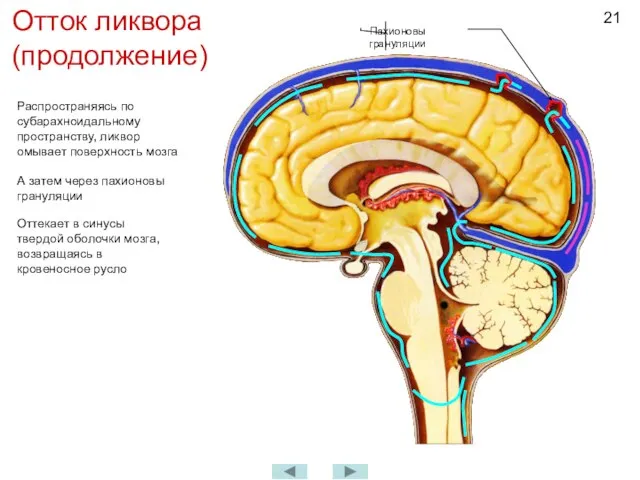 Отток ликвора (продолжение) Распространяясь по субарахноидальному пространству, ликвор омывает поверхность мозга А