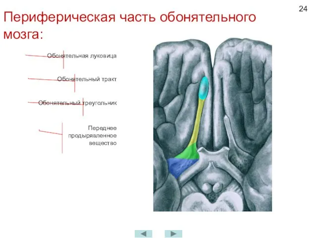 Периферическая часть обонятельного мозга: Обонятельная луковица Обонятельный тракт Обонятельный треугольник Переднее продырявленное вещество
