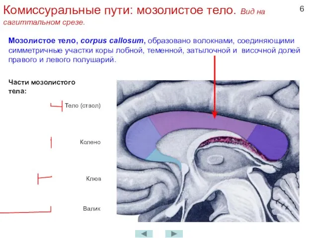Комиссуральные пути: мозолистое тело. Вид на сагиттальном срезе. Мозолистое тело, corpus callosum,