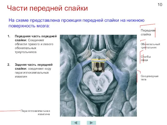 Части передней спайки Передняя спайка Обонятельный треугольник Парагиппокампальная извилина Передняя часть передней