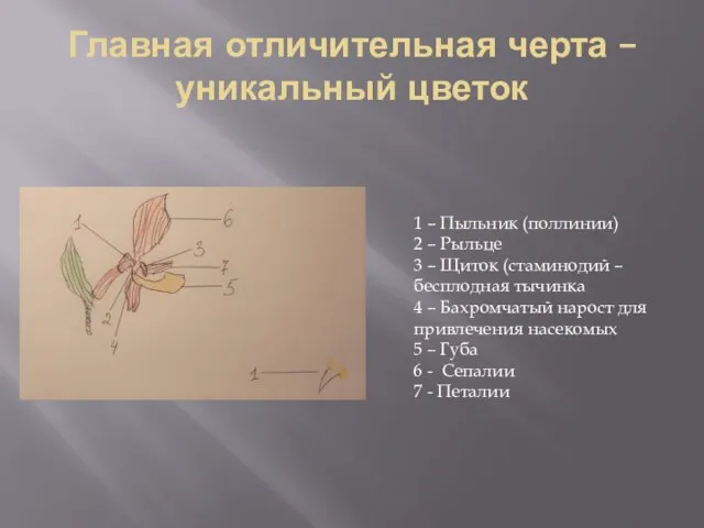 Главная отличительная черта – уникальный цветок 1 – Пыльник (поллинии) 2 –