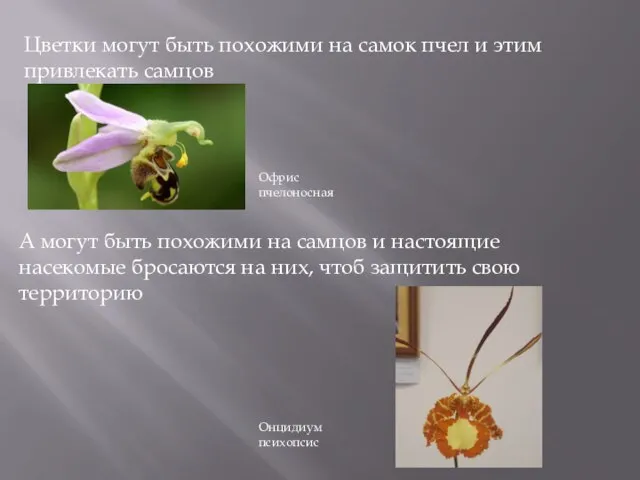 Цветки могут быть похожими на самок пчел и этим привлекать самцов Офрис