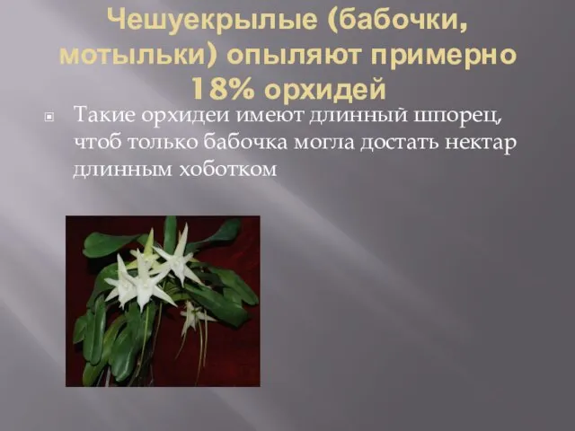 Чешуекрылые (бабочки, мотыльки) опыляют примерно 18% орхидей Такие орхидеи имеют длинный шпорец,